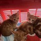 2ヶ月未満の4兄弟です♪