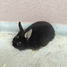 ウサギの赤ちゃんを可愛いがってください。