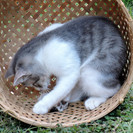 かわいくて元気な仔猫、良かったら飼ってください2