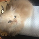 里親を探しております