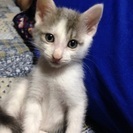生後２ヶ月の子猫