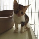 美人の三毛猫ちゃん