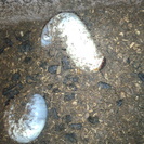 カブトムシ幼虫差し上げます