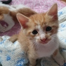 かわいい子猫をもらってください！
