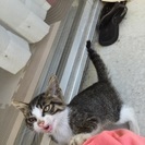 野良猫です