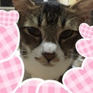 里親さん見つかりました。ありがとうございました。