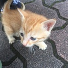 子猫です。