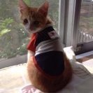 お利巧でやんちゃな子猫です