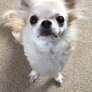 老犬ですが、引き取り手探しています。