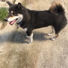里親募集！ - 犬