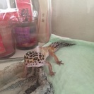 ヒョウモンモドキトカゲ♀