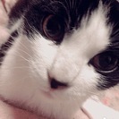 里親さん決定いたしました。ありがとうございます。 - 館林市