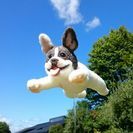 コロナでお休み中です。羊毛フエルト人形教室の画像