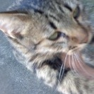 9月28日猫を保護しました - 石岡市