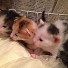 子猫が産まれました