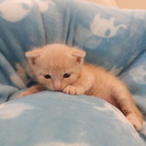 子猫里親募集(=^・^=) - 市川市