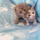子猫里親募集(=^・^=) - 猫