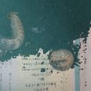 カブトムシの幼虫(内容必読)