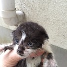 子猫です
