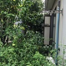 落ち葉対策しませんか？