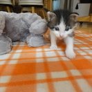 スコ似の仔猫ちゃんの里親を募集します