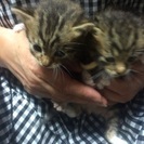 まだへその緒のとれない可愛い子猫です。
