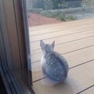 人懐こい可愛い子猫です。