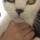 4歳のたま♀です。 - 猫