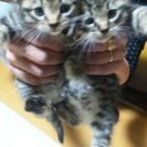 ３つ子みたいな可愛いニャンコです！お陰様で里親さん決まりました！