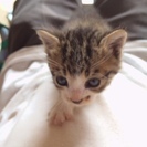 子猫三匹9月上旬生まれ多分雌