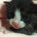 子猫