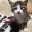 かわいいキジ白君　約1ヶ月半の画像