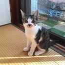 里親さん募集