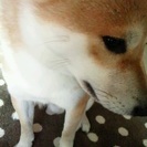 柴犬、オス