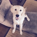 ゴールデンレトリバー 9ヶ月です。