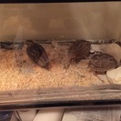 うずら里親募集