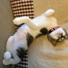 三ヶ月。甘えん坊で人懐こいサバ白の男の子 - 猫