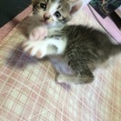 9月9日産まれ！6匹の猫ちゃん − 埼玉県