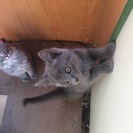 ロシアンブルーのような子猫の里親募集中の画像