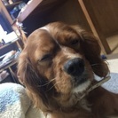 里親さんいませんか？