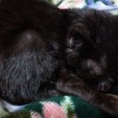 [熊本]甘えん坊の黒猫です！