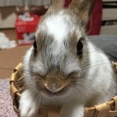 うさぎを差し上げます