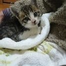 子猫オスどなたか育てて下さい