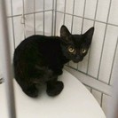 黒猫ボブテイルの子猫女の子です