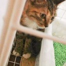 薄サビ柄の子猫ちゃん
