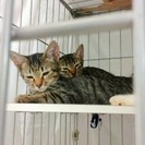 サバトラ・スポッテッド柄の子猫です(推定5ヶ月男の子）