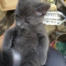 ロシアンブルーのような子猫の里親募集中 - 宇都宮市