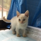 保護猫1.5ヶ月　3匹の里親を募集します!!