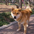 柴犬　オス　４歳