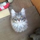 ロシアンブルーのような子猫の里親募集中 - 猫